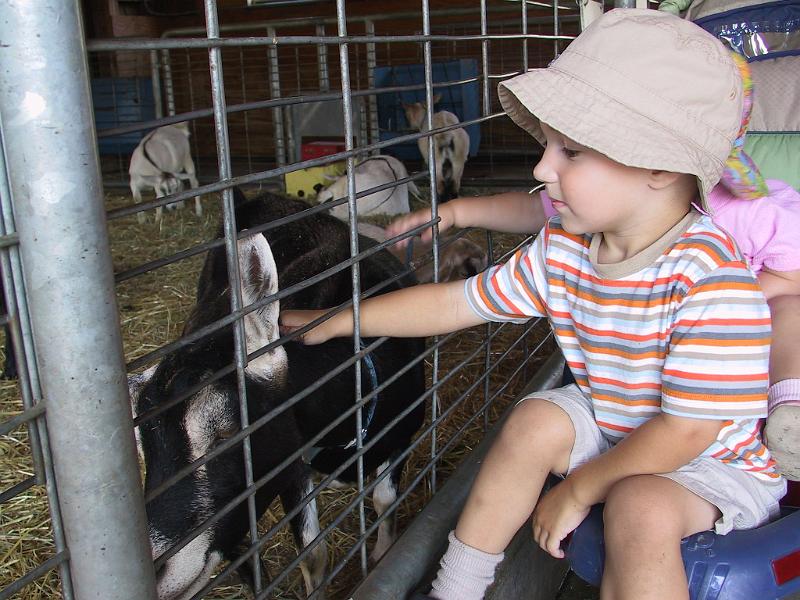 0822q.jpg - Petting goats.