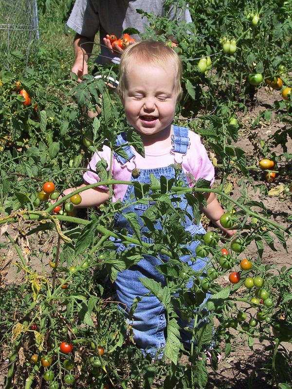 IMG_0004.JPG - Leah picking tomatoes (most of them go in her mouth; some into the bowl)