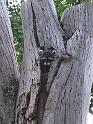0530coontree